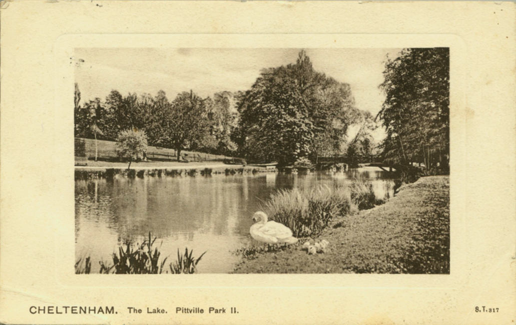 Swan, cygnets, and a peaceful lake (1930s)