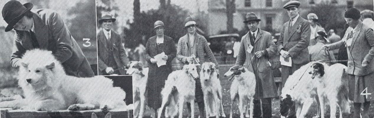 (left) 'Miss Keyte Perry's Samoyed ('Zone of the Arctic') receiving finishing touches to his toilet before going in the ring'<br> (right) 'A group of Borzois being judged'<br><small><i>Cheltenham Chronicle and Gloucestershire Graphic</i> 9 May 1931</small>