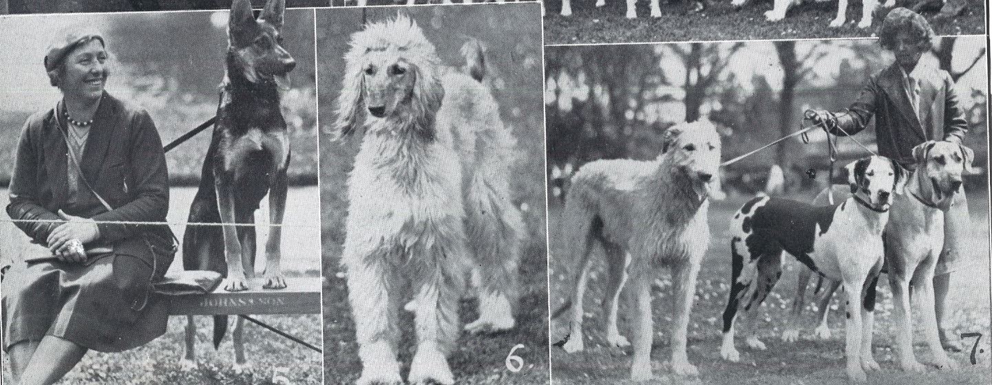(left) 'Mrs. Sockett and 'Aloma of Ketsoe''<br>(centre) 'A queer bird, 'Harika of Baberbach', first prize Afghan hound, owned by Mrs. Prude, of Cheltenham'<br>(right) 'Miss Mansell with her Great Danes and a wolfhound'<br><small><i>Cheltenham Chronicle and Gloucestershire Graphic</i> 9 May 1931</small>